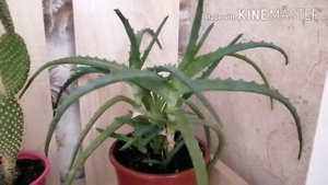 Кактусы и суккуленты, обзор моих растений.