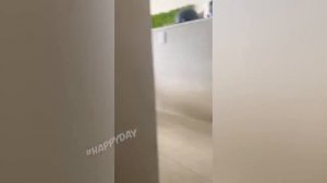 СМЕШНЫЕ КОШКИ 2023 И ДРУГИЕ ЖИВОТНЫЕ.