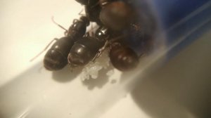 Как поднять Lasius Niger с матки? / Видео для новичков!