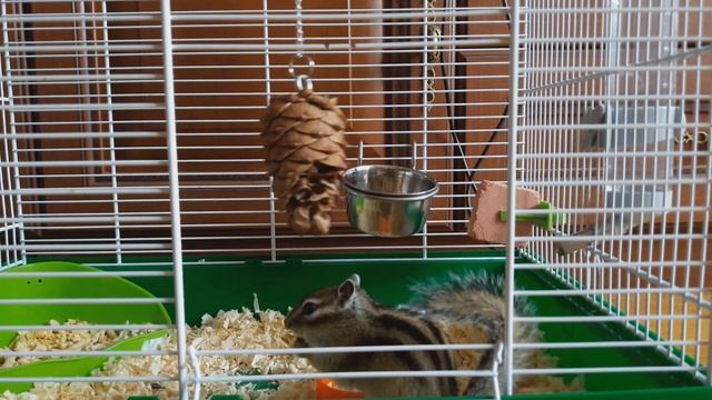 Домашний бурундук: где его взять? смотреть онлайн