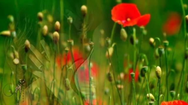 О любви...и маках... смотреть онлайн