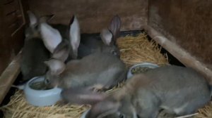 Кокцидиоз  у Кроликов. Как избавиться от Кокцидиоза.Способ борьбы с кокцидиозом.