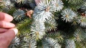 Dwarf Sitka Spruce / Picea sitchensis 'Papoose'
