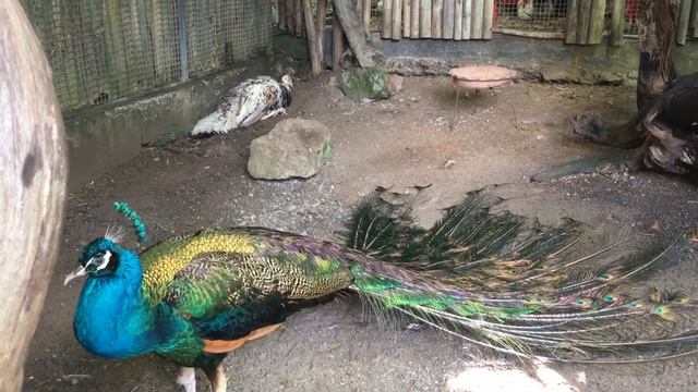 Ядовитые змеи, парк птиц, 3д галерея смотреть онлайн