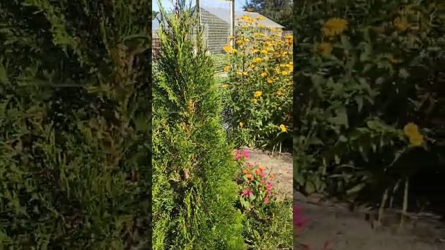 Цветочная композиция. Ночная зорька радует раскошным букетом. смотреть онлайн