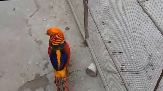 gold golden pheasant золотой фазан ოქროს ხოხობი смотреть онлайн