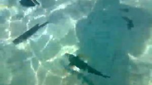 ЕГИПЕТ,Шарм Эль Шейх,Сети Шарм,рыбки