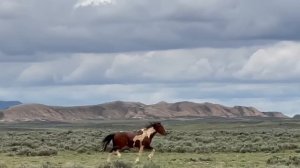 Wild Horses in Action Wild Mustang Stallions of the West by Karen King