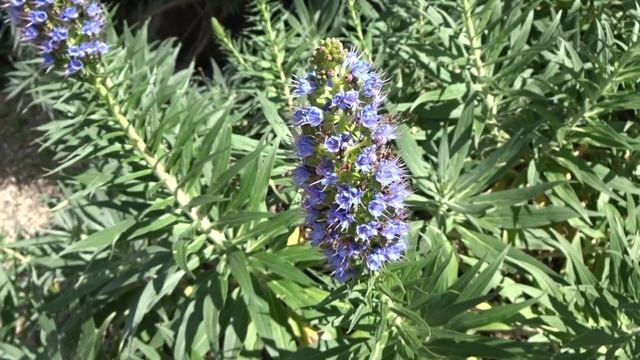 Plumero azul: Echium candicans (www.riomoros.com) смотреть онлайн