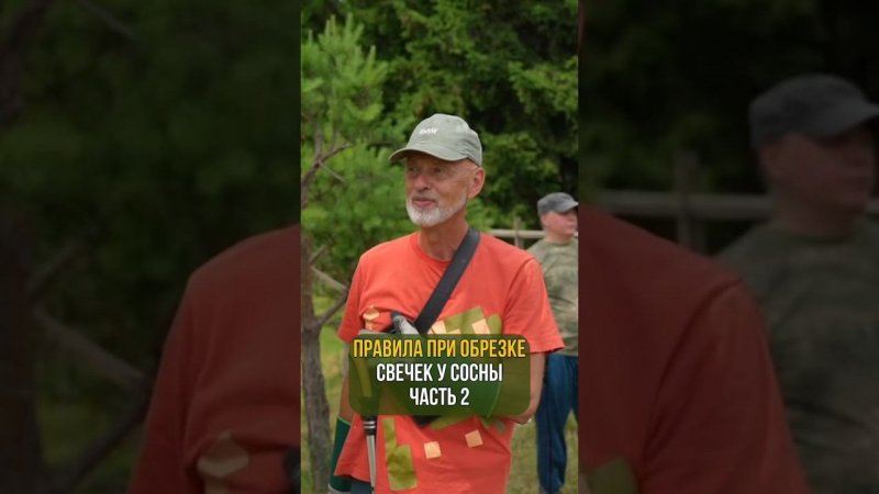Правила при обрезке свечек у сосны. Часть 2.