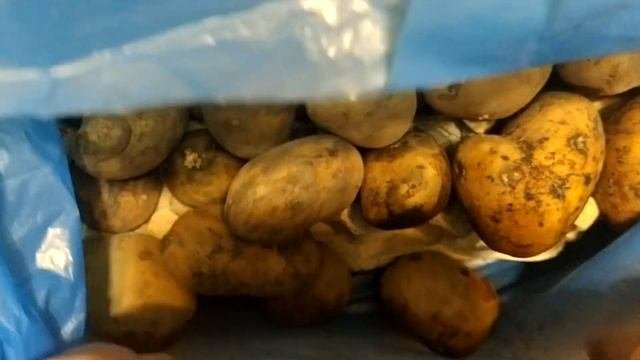 Способ для быстрого проращивания картофеля и  удобства транспортировки до места посадки