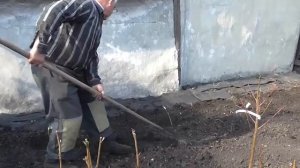 Как посадить ежевику. Посадка ежевики на даче