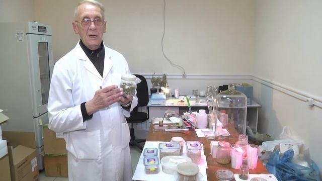 Зерновки рода каллособрухус Четырёхпятнистая зерновка