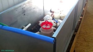 Про бройлеров (в стихах)