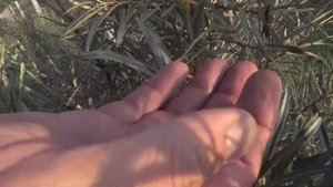 Облепиха. Живая изгородь вокруг сада.