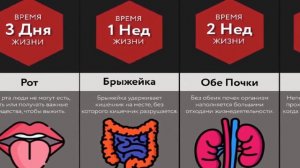 Сколько можно прожить без органов? Сравнить все.