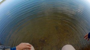 Тихий рассвет на Волге) Ловля голавля. Мормышинг.