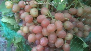 Сорта винограда Ливия 2017