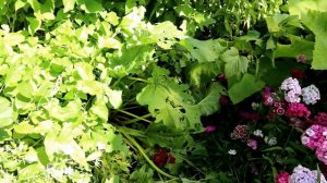 Мой сад в июле / Алёнин сад