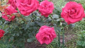 розы Эдит Пиаф и Гранд Аморе