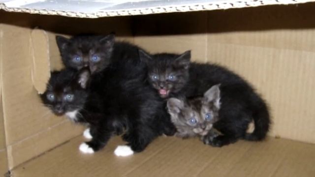 Кошка, которую ВЫБРОСИЛИ с котятами в лесу, отважно ЗАЩИЩАЛА своих котят от собак.. смотреть онлайн