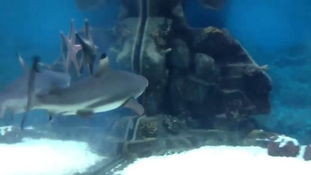 Зоопарк 5 аквариум смотреть онлайн