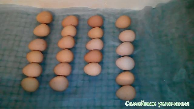 ЭКСПЕРИМЕНТ! Инкубация яиц цесарок! Яйцам 1,5-2 недели! смотреть онлайн