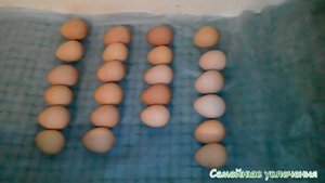 ЭКСПЕРИМЕНТ! Инкубация яиц цесарок! Яйцам 1,5-2 недели!