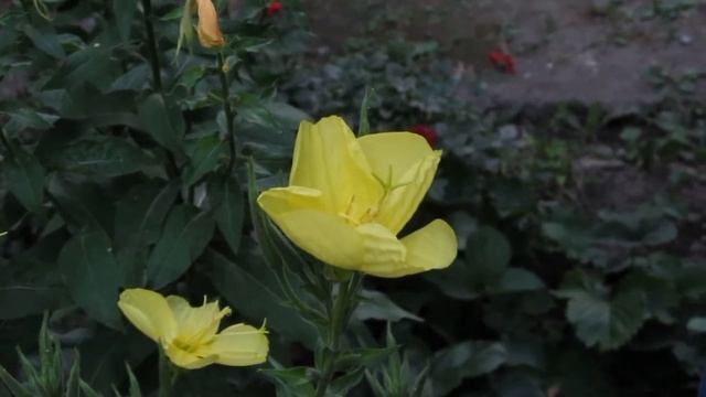 Энотера - Распускается за 3 секунды и Цветет Только Одну Ночь смотреть онлайн