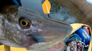 День1! Рыбалка с ночевкой, УХА на костре! Ловля щуки и окуня зимой на спиннинг.