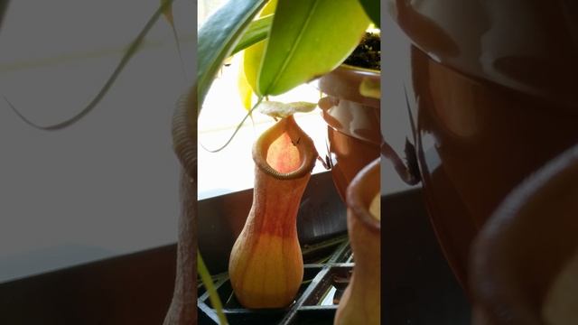 Nepenthes Ventricosa Red ant trap смотреть онлайн