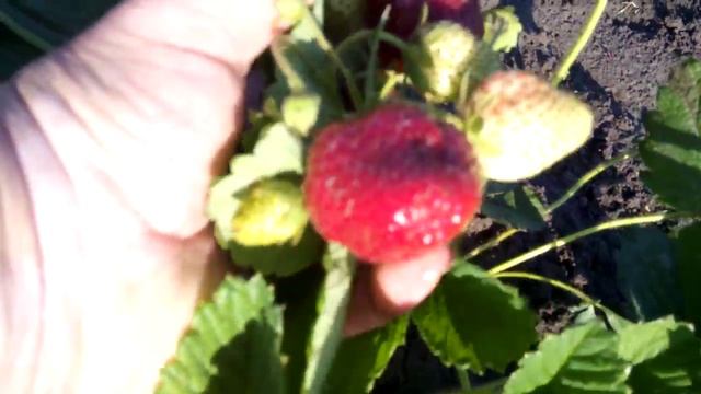 Вима Ксима- поздний сорт нашей коллекции. смотреть онлайн