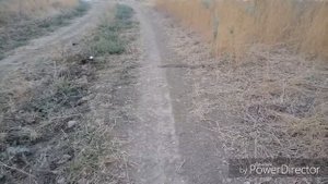 Желтобрюхий полоз