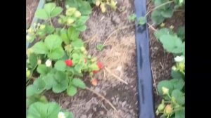 Обзор ремонтантных сортов Эви2, Вивара, Кабрилло, Крапо10, Мурано.