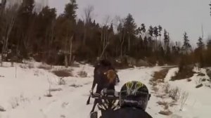 Лось на падает на человека