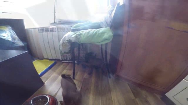 Пти-брабансоны смотреть онлайн