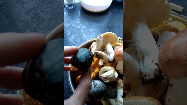 Польза грибов для здоровья