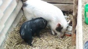 Охота у свиней, как определить