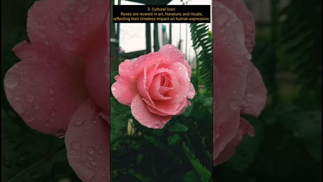 Blooming Wonders: Exploring the Beauty and Symbolism of Roses | A Visual Journey | 5 Point of Beaut
