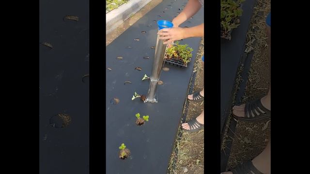 Высадка клубники супер Сажалкой, #рассада #клубника