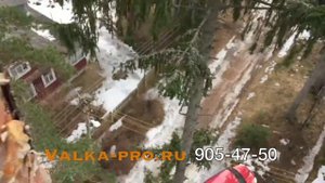 Спил деревьев частями, Арборист. Удаление деревьев Valka-pro.ru 905-47-50 Шапки сосна  2017 год.