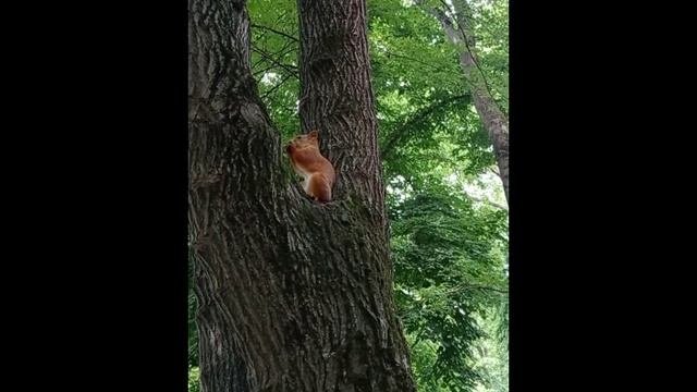 Белка в краснодарском парке