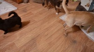 Длинношерстные щенки чихуахуа в продаже шоколадные