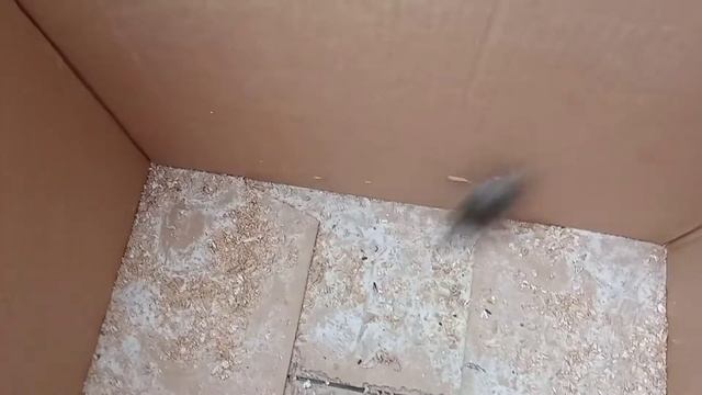 Мышеловка Гуманная Мышка в коробке ))) смотреть онлайн