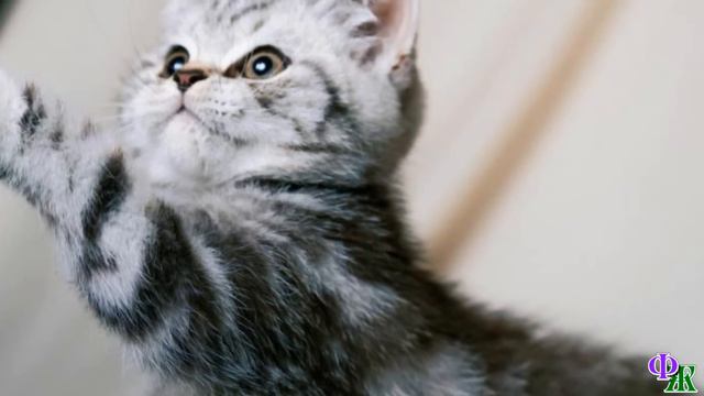 «Мой сладкий!» – приговаривала я, и плюшевый КОТЁНОК, вслушиваясь в мой голос, жмурился от счастья смотреть онлайн