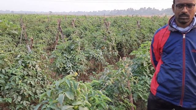 oro agri india (p).ltd. #w.. b# orocal+orokel -p demonstration result # tomato?? смотреть онлайн