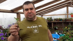 Зачем выкапывать хризантему мультифлора на зиму.