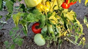 ??ТОМАТ ОРЛОВСКИЕ РЫСАКИ. ОБЗОР СОРТА