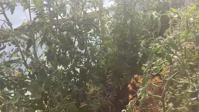 обзор сортов томатов, какой урожай помидоров, как победить фитофтору, ошибки в выращивании томатов смотреть онлайн