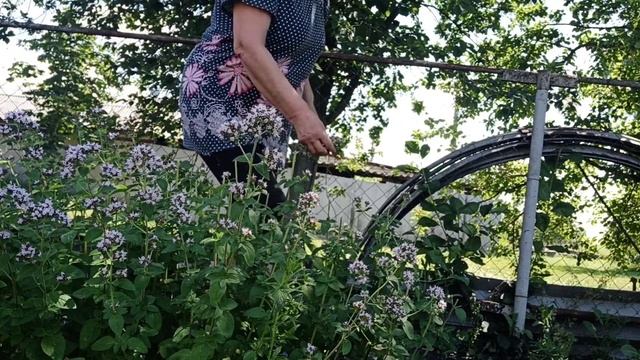 Душица. Заготовка травы.